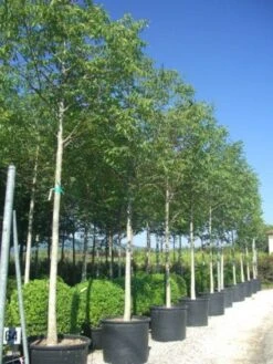 Walnotenboom (Juglans Regia) -Directplant Winkel 20101216120449 18