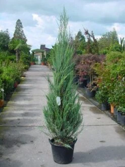 Jeneverbes (Juniperus Scopulorum 'Skyrocket') -Directplant Winkel 20101216132150 6 1