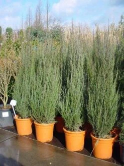 Jeneverbes (Juniperus Scopulorum 'Skyrocket') -Directplant Winkel 20101216132205 6 1