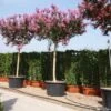 Roze Lagerstroemia Als Boom (Lagerstroemia Indica) -Directplant Winkel 20101216134659 9