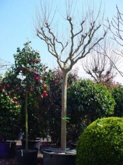 Roze Lagerstroemia Als Boom (Lagerstroemia Indica) -Directplant Winkel 20101216134719 9