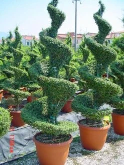 Liguster Als Spiraal (Ligustrum Delavayanum)