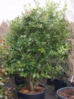 Liguster (Ligustrum Japonicum 'Texanum') -Directplant Winkel 20101216165524 7 1