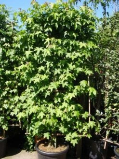 Amberboom Als Leivorm (Liquidambar Styraciflua) -Directplant Winkel 20101217133819 3