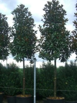 Beverboom (Magnolia Grandiflora 'Gallissoniere') -Directplant Winkel 20101217144659 9