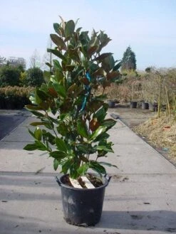 Magnolia (Magnolia Grandiflora 'Gallissoniere') -Directplant Winkel 20101217145947 85 17 1