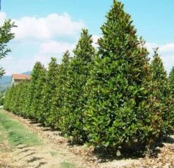 Magnolia (Magnolia Grandiflora 'Gallissoniere') -Directplant Winkel 20101217150008 85 17