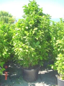 Beverboom (Magnolia Liliiflora 'Nigra') -Directplant Winkel 20101217150734 13 1