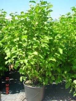 Beverboom (Magnolia 'Heaven Scent') -Directplant Winkel 20101217150826 9