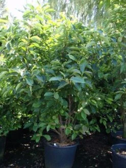 Beverboom (Magnolia Soulangeana) -Directplant Winkel 20101217150923 10 1