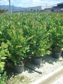 Stermagnolia (Magnolia Stellata) -Directplant Winkel 20101217151009 13