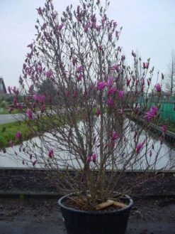 Beverboom, Struik (Magnolia Susan) -Directplant Winkel 20101217151122 10
