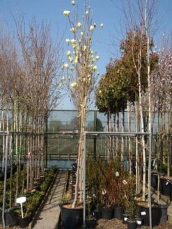 Beverboom (Magnolia 'Yellow River') -Directplant Winkel 20101217151417 2