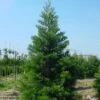 Mammoetboom (Sequoiadendron Giganteum) -Directplant Winkel 20101217160943 8
