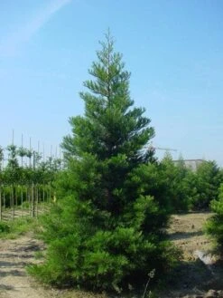 Mammoetboom (Sequoiadendron Giganteum) -Directplant Winkel 20101217160943 9