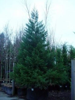 Mammoetboom (Sequoiadendron Giganteum) -Directplant Winkel 20101217160956 9