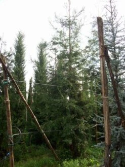 Kustmammoetboom (Sequoia Sempervirens) -Directplant Winkel 20101217161916 8