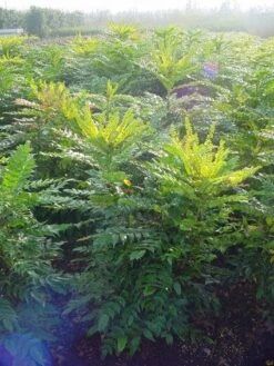 Mahoniestruik (Mahonia Media 'Winter Sun') 17 Mahoniestruik (Mahonia Media 'Winter Sun') -Directplant Winkel 20101217162700 11 2