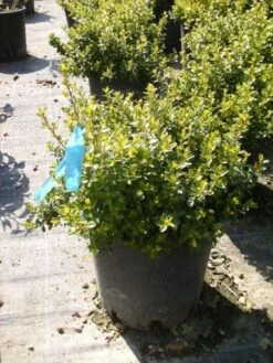 Dwergmirte (Myrtus Communis 'Tarentina') -Directplant Winkel 20101217172204 2
