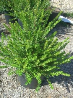 Dwergmirte (Myrtus Communis 'Tarentina') -Directplant Winkel 20101217172218 2