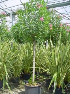 Oleander Als Boom (Nerium Oleander) -Directplant Winkel 20101220114122 5