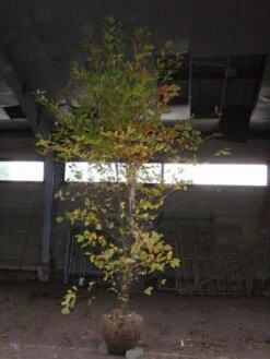 Tupelo Struik (Nyssa Sylvatica) -Directplant Winkel 20101220115947 5