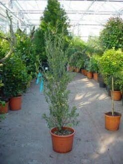 Olijf Als Struik (Olea Europaea) 17 Olijf Als Struik (Olea Europaea) -Directplant Winkel 20101220120657 9
