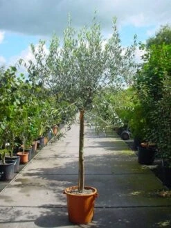 Olijf Op Stam (Olea Europaea)
