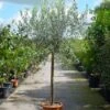 Olijf Op Stam (Olea Europaea) 2 Olijf Op Stam (Olea Europaea) -Directplant Winkel 20101220122014 10