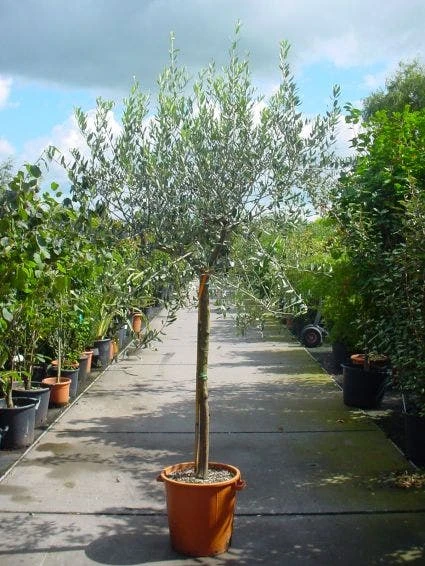 Olijf Op Stam (Olea Europaea) 3 Olijf Op Stam (Olea Europaea)