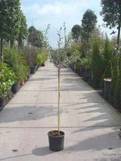 Olijf Op Stam (Olea Europaea) 22 Olijf Op Stam (Olea Europaea) -Directplant Winkel 20101220122031 10