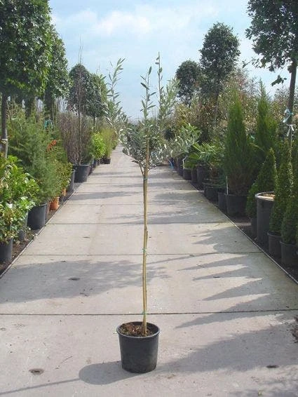 Olijf Op Stam (Olea Europaea) 4 Olijf Op Stam (Olea Europaea) - Afbeelding 2