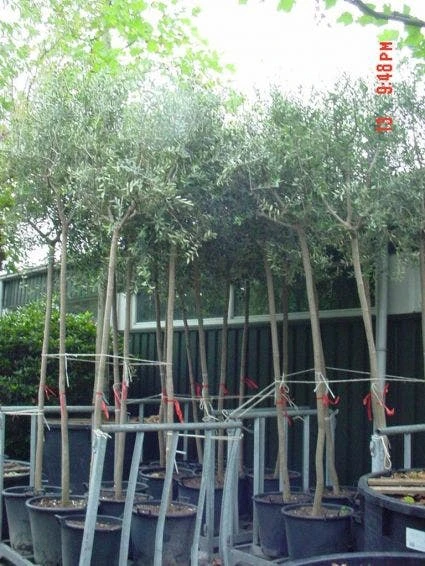 Olijfboom (Olea Europaea ) 3 Olijfboom (Olea Europaea )