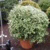 Schijnhulst In Bolvorm (Osmanthus Heterophyllus 'Goshiki') -Directplant Winkel 20101220140510 2 2