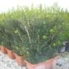 Schijnhulst Als Meeneemhaag (Osmanthus Heterophyllus) -Directplant Winkel 20101220140714 1