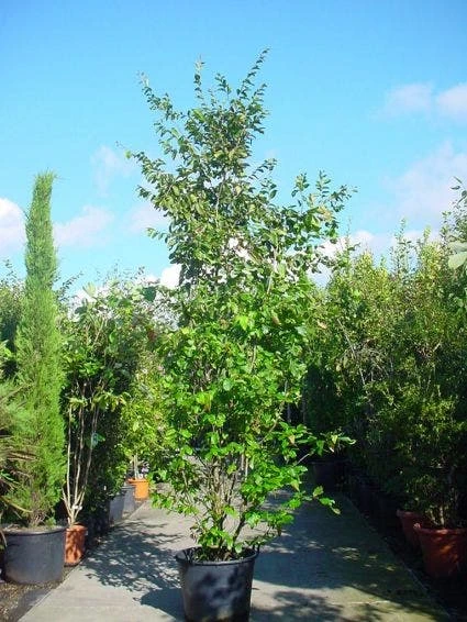 Perzisch Ijzerhout (Parrotia Persica 'Vanessa') 3 Perzisch Ijzerhout (Parrotia Persica 'Vanessa')