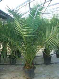 Canarische Dadelpalm (Phoenix Canariensis) -Directplant Winkel 20101220144503 10 1