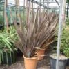Nieuw Zeelands Vlas (Phormium Tenax 'Purpureum') -Directplant Winkel 20101220145115 7 2