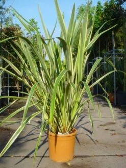 Nieuw Zeelands Vlas (Phormium Tenax 'Variegatum') -Directplant Winkel 20101220145314 8 2
