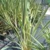 Nieuw Zeelands Vlas (Phormium Tenax 'Variegatum') -Directplant Winkel 20101220145332 8 2