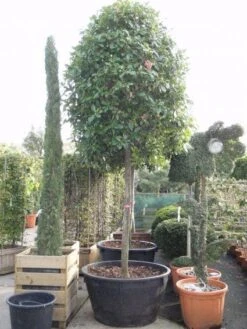 Glansmispel Als Boom (Photinia Fraseri 'Red Robin') -Directplant Winkel 20101220152227 9