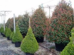 Glansmispel, Pyramide (Photinia Fraseri 'Red Robin' ) -Directplant Winkel 20101220152727 9
