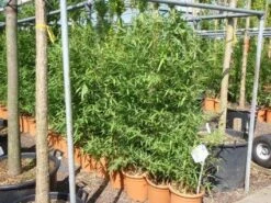 Bamboe (Phyllostachys Aurea) 27 Bamboe (Phyllostachys Aurea) -Directplant Winkel 20101220162232 13 1