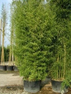 Bamboe (Phyllostachys Aurea) 24 Bamboe (Phyllostachys Aurea) -Directplant Winkel 20101220162254 13 1