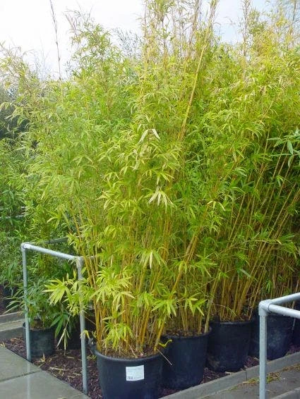 Bamboe (Phyllostachys Aureosulcata 'Spectabilis') 5 Bamboe (Phyllostachys Aureosulcata 'Spectabilis') - Afbeelding 3