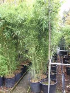 Bamboe (Phyllostachys Viridiglaucescens) -Directplant Winkel 20101220165246 11