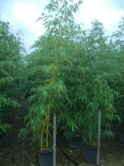 Bamboe (Phyllostachys Vivax 'Aureocaulis') -Directplant Winkel 20101220170619 7 1