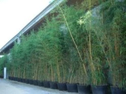 Bamboe (Phyllostachys Vivax 'Aureocaulis') -Directplant Winkel 20101220170631 7 1