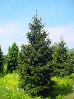 Kaukasische Spar (Picea Orientalis 'Aureospicata') -Directplant Winkel 20101220171431 9