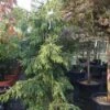Kaukasische Spar (Picea Orientalis 'Aureospicata') -Directplant Winkel 20101220171450 9
